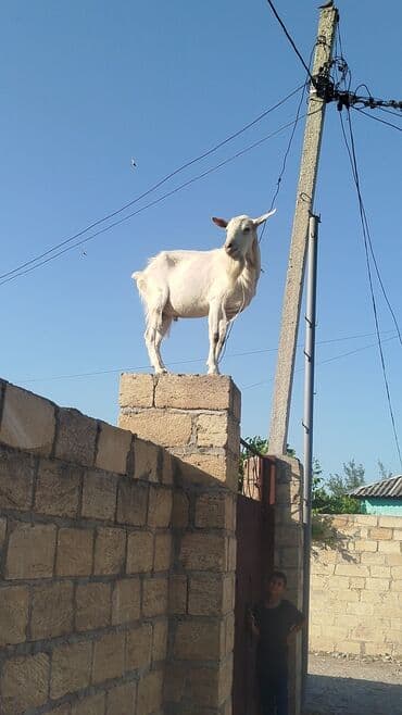 keçə: Erkək, Zanen, il: 1, 2 kq, Damazlıq, Ünvandan götürmə — 3