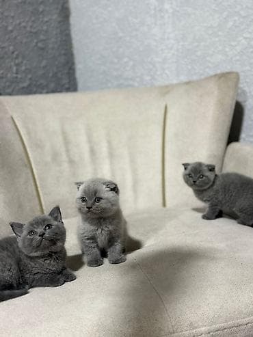 pisiy qabi: Britan, Dişi, Erkək, Yaxşı əllərə, Ödənişli çatdırılma, Ünvandan götürmə, Rayonlara çatdırılma — 5