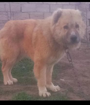 xasqi itleri: Qafqaz çoban iti — 2