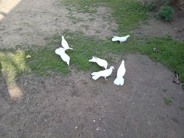 şahin quşunun qiyməti: Enli quyruglar satilir . tek tek satilmir 6 ededi — 2