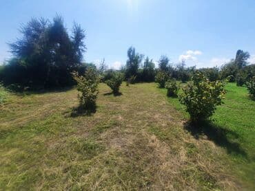 xacmaz rayonu qusarcay kendi: Kənd təsərrüfatı, Mülkiyyətçi, Kupça (Çıxarış) — 2