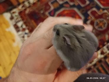 balaca pişikler: Cırtdan xomyak (cücə hamster) – boz-gümüşü rəng, qara parlaq gözlər — 2