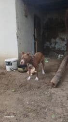 золотистый ретривер цена в баку: Pitbul, 1 il, Erkek, Peyvəndli — 1