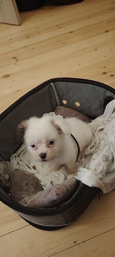 izvanok it: 2 ay, Erkek — 3