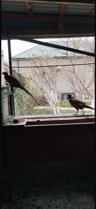 Коровы, быки: Петух, лет: 1, Самовывоз — 3