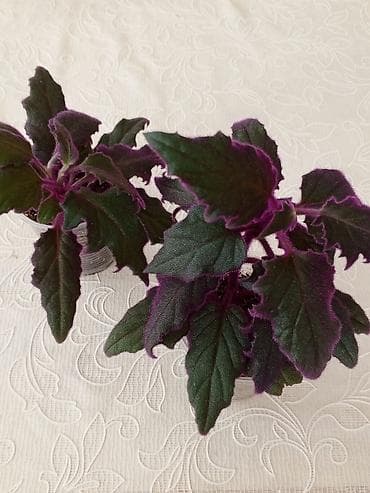 xoruz otu bitkisi: Гинура — 1