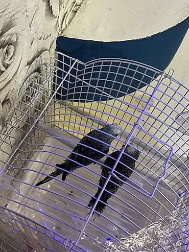 sumqayit qəfəs: Dalmatin rəngli dalğalı tutuquşu cütü və qəfəs dəsti Məhsul tərkibi — 2