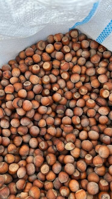 ayaq altinda mazol: Фундук отечественный — 1