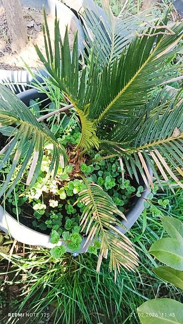 karlik yonca toxumu: Saxsağan xurması (Cycas revoluta) – dekorativ qapalı/açıq məkan — 2