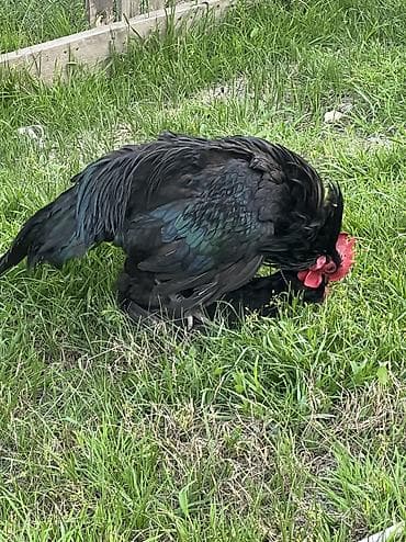 suda yaşayan heyvanlar: Toyuq, Australorp, Damazlıq — 8