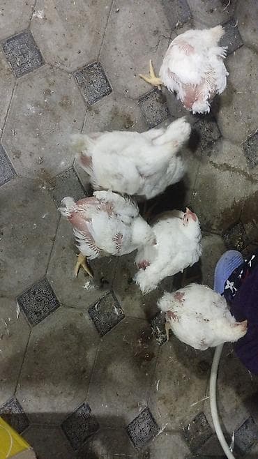 bolqar toyuq: Toyuq, Broyler, Ətlik, Ünvandan götürmə — 4
