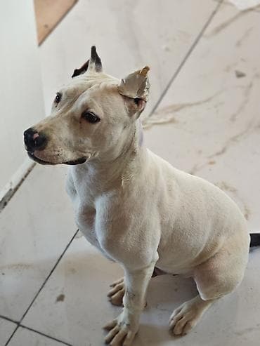 kangal iti satisi: Pitbul, 6 ay, Erkək, Peyvəndli — 1