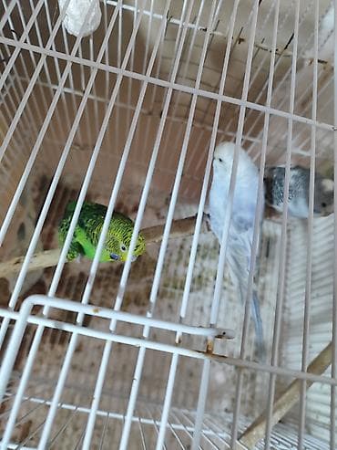 qus satisi: Hazır erkək və dişi quşlar. bəziləri 1-2 dəfə bala verib. 2 erkək 3 — 2