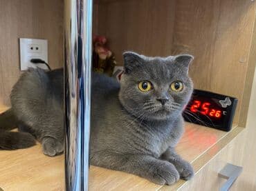 Akvariumlar: Şotland yastı qulaq — 3