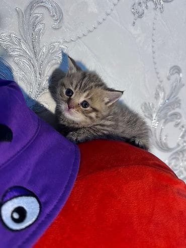 pişik pers: Britan — 4