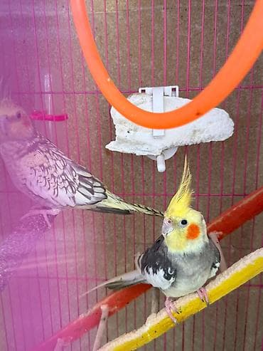 Попугаи: Bala tutuquşular. 2 si birlikdə satılır. Vaxt edib baxa bilmirəm deyə — 3