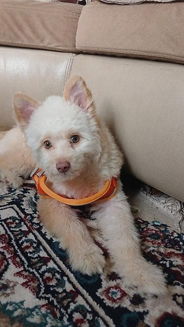 ag at sekilleri: Ev iti – kiçik ölçülü, tüklü ağ-krem rəngli balaca - Cins: kiçik — 2