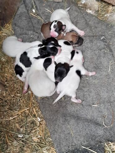 balaca itlərin qiyməti: Zvonok, 1 ay, Erkek, Ünvandan götürmə — 3