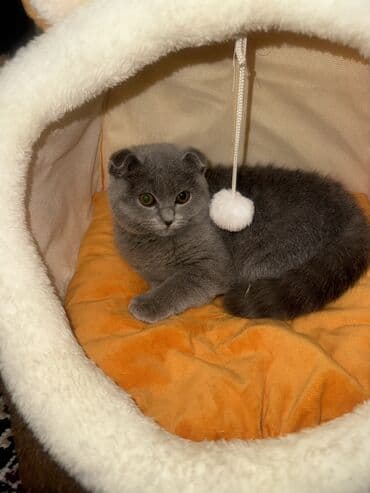 Şotland, Dişi, Yaxşı əllərə, Ünvandan götürmə lalafo.az -da Şotland, Dişi, Yaxşı əllərə, Ünvandan götürmə