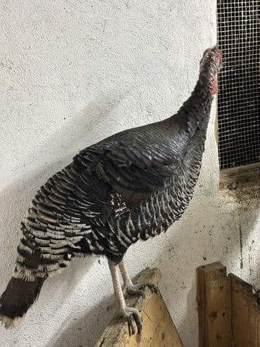 Heyvanlar üçün mallar: Məhsul: Hind toyuğu (hinduşka) Təsvir: - Şəkillərdə qara-boz rəngli — 2