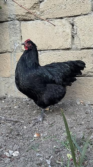 kənd toyuqu: Toyuq, Australorp, Damazlıq — 3