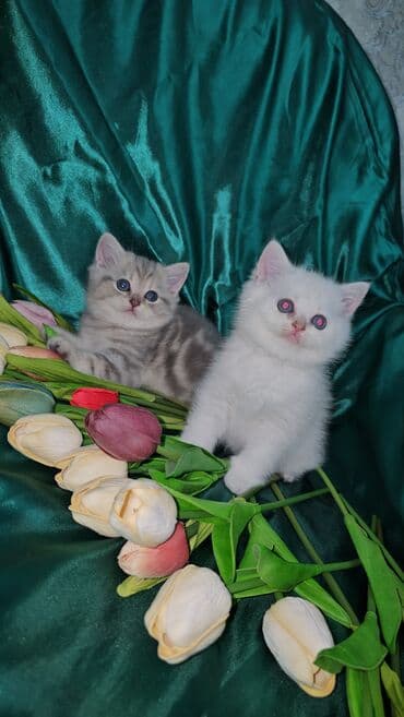 sari pisik: Şotland, Erkək, Dişi, Ünvandan götürmə — 8