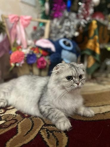 anqor pisik: Şotland uzun tüklü — 6