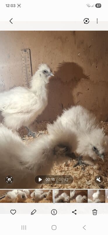 Hinduşka: Toyuq cücələri, Damazlıq — 2