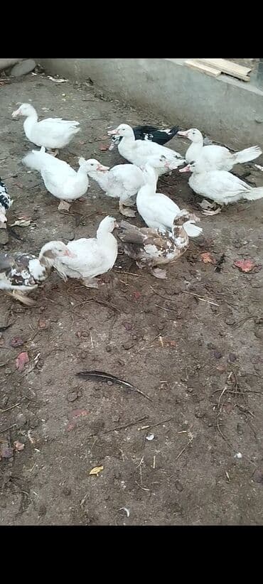 12 edəd yerli lal ördək satlir — 1