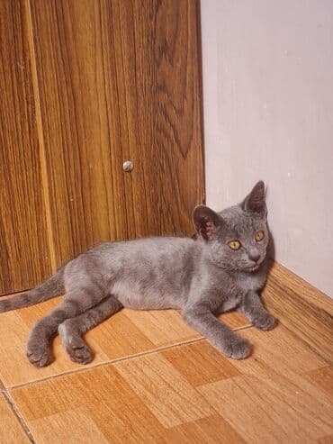 русская голубая кошка цена: Rus mavi, Dişi, Yaxşı əllərə, Ünvandan götürmə — 3