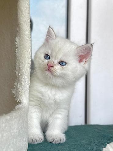 meymun bala: Britan, Erkək, Dişi, Yaxşı əllərə, Ünvandan götürmə, Pulsuz çatdırılma, Ödənişli çatdırılma — 4