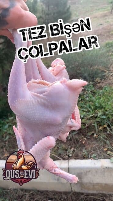 Tez bişən çolpalar – təmizlənmiş, hazır kəsim. - Növləri: kənd