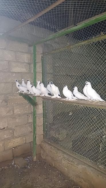 dekarativ quslar: Ağ rəngdə dekorativ göyərçinlər – saqqallı/çıtlı (başında çiçəkvari — 9