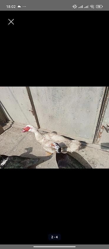 balaca itlerin satisi: TECİLİ SATLİR 12 EDED ÖRDEYDİ 3 ERKEY QALANİ DİŞİDİ ERKEYLER 25 — 3