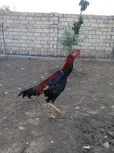 qaz ve ordek satisi: Xoruz, Heyratı, il: 1, Ödənişli çatdırılma — 1