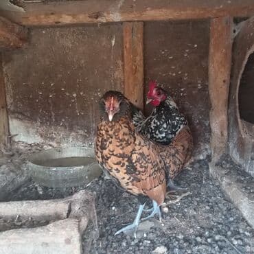 купить цыплят несушек: Курица, Для разведения — 5