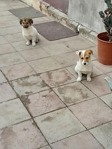 zvanok balalari: Zvonok, 3 ay, Dişi, Ünvandan götürmə — 4