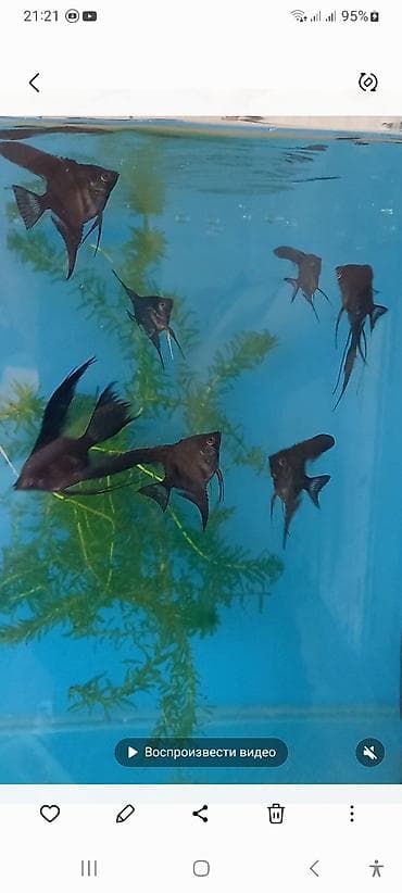 Mələk balığı (skalyari), Sülhsevər