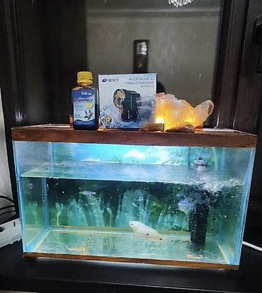 it bazari 2019: Dördbucaq akvarium, Balıqlarla birlikdə, 30 l, Ünvandan götürmə, Pulsuz çatdırılma, Ödənişli çatdırılma — 1
