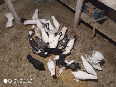 geref quşu: Super göyərçinlər bu yay 7-8 saat uçan Dəniz qırağında gecədən — 1