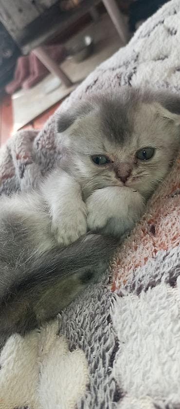 it cinsleri: Britan yastı qulaq, Erkək, Ünvandan götürmə — 1