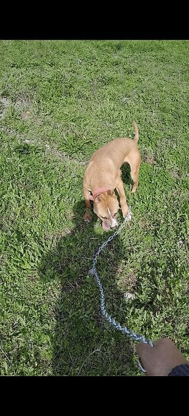 heyvan satilir: Pitbul, 8 ay, Erkek, Ünvandan götürmə — 2