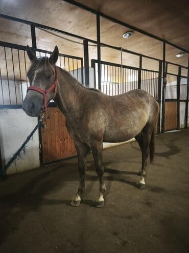 ərəb dovşanı: Dişi, Ərəb, il: 3 — 1