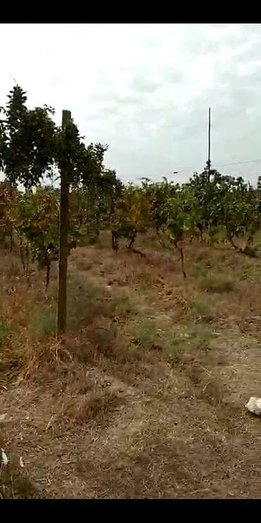 torpaqlarin satisi: 2 sot, Kənd təsərrüfatı, Makler, Kupça (Çıxarış) — 6