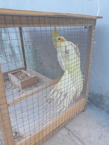 Korella 40 azn
valnitsi 10 azn lalafo.az -da Korella 40 azn
valnitsi 10 azn