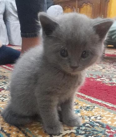 pişiy adlari: Boz tüklü pişik balası – ev üçün mehriban dost - Rəng: vahid tünd-boz — 4