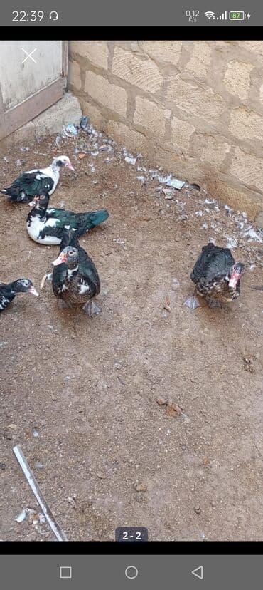 Hinduşka: Lal ordek satılır ünvan Maştağa 4denedi 2erkek 2disidi qiymət 100azn — 1