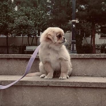 naxcivan heyvan elanlari: Pekines, 6 ay, Erkek, Peyvəndli, Ünvandan götürmə — 2