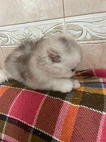 it ucun evler: Gözəl uzun tüklü balaca pişik balası - Cins: uzun tüklü, yastı — 4