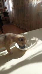 pitbul balası: Pitbul, 2 ay, Dişi, Peyvəndli, Ünvandan götürmə — 3